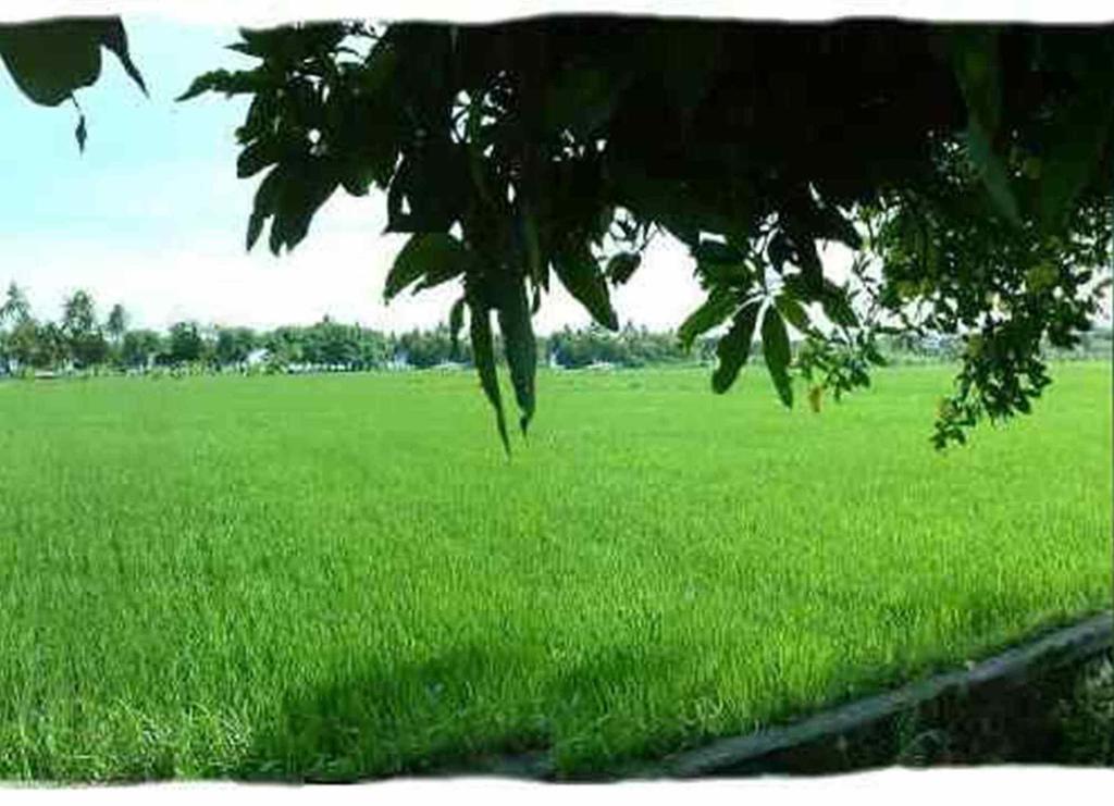 Sawah Lovina 호텔 외부 사진